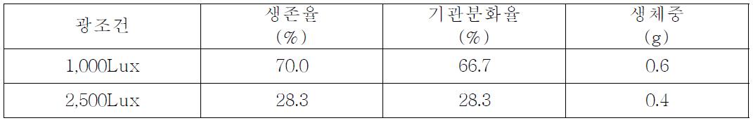 광조건별 새깃아재비(Blechnum japonicum L. f.)의 생육상황