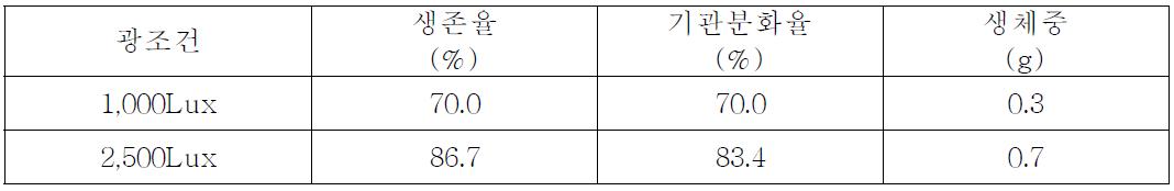 광조건별 바위고사리(Sphenomeris chinensis L.)의 생육상황