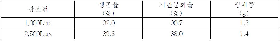 광조건별 나도히초미(Polystichum polyblepharum)의 생육상황