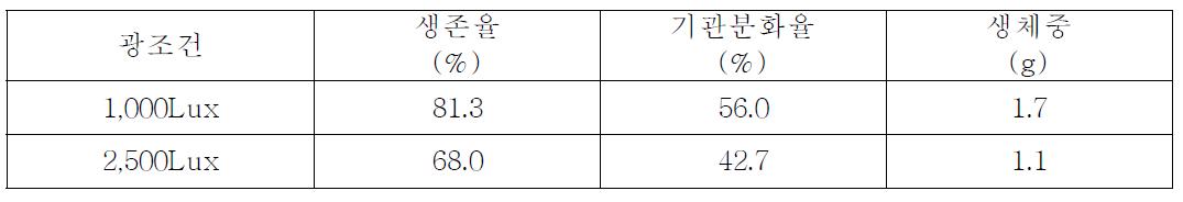 광조건별 떡갈나무잎고사리(Drynaria fortunei)의 생육상황