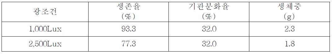 광조건별 콩짜개덩굴(Lemmaphyllum microphyllum C. Presl)의 생육상황