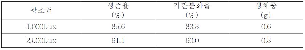 광조건별 줄고사리(Nephrolepis cordifolia L.)의 생육상황
