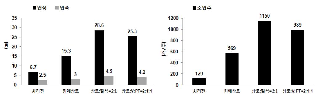 용토처리별 줄고사리 육묘시 엽장, 엽폭 및 소엽수의 변화(50%차광)