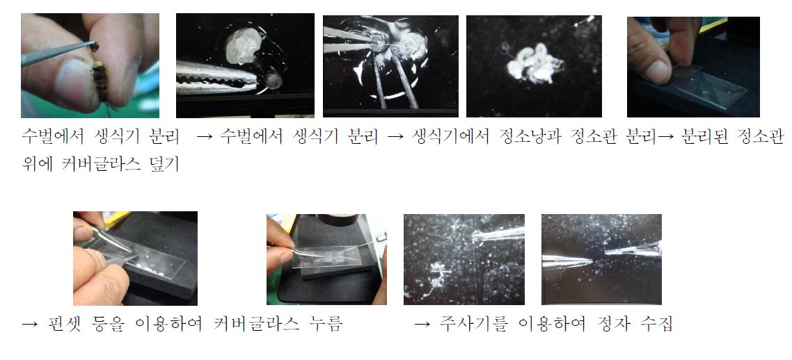 누름에 의한 뒤영벌 정자 수집법