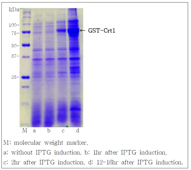 IPTG induction of Crt1 fusion protein in E.coli.