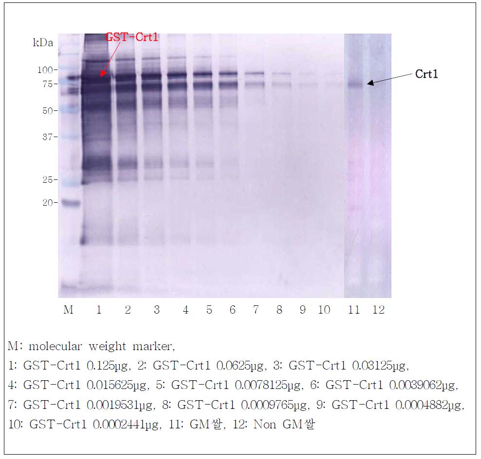Crt1 protein detection of GM/nonGM rice protein by Crt1 specific polyclonal antibody.