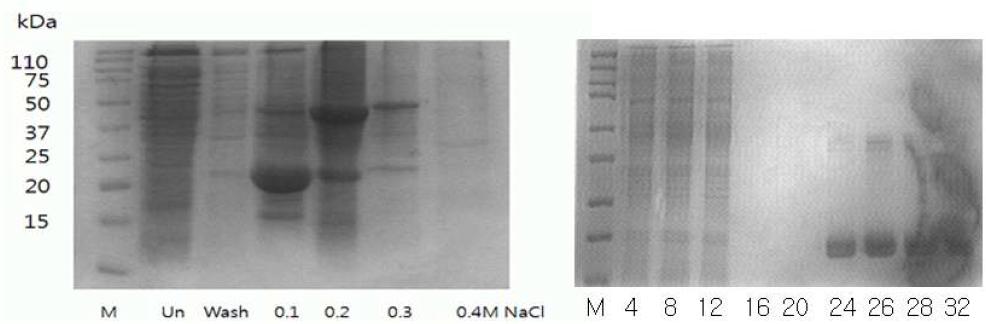 PAT가 발현된 E.coli에서 Q-sepharose와 Ni-charged column chromatography를 이용한 PAT분리