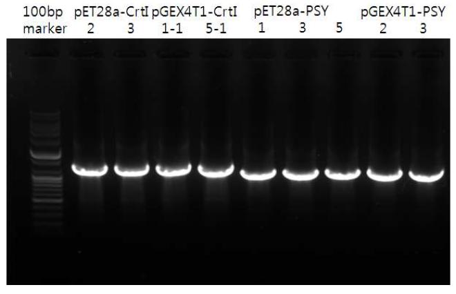 PSY 및 CRTI 단백질 분리를 위한 발현 vector의 PCR