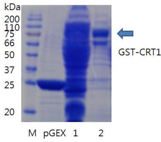 GST-sepharose column chromatography를 통한 CRTI 단백질 분리 pGEX: pGEX4T2 only 1: unbound 2. Eluent