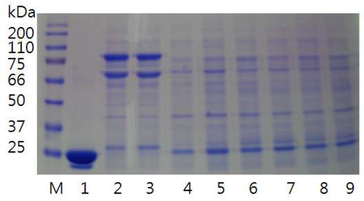 psy 유전자 형질전환 pGEX 4T1 vector에서 PSY 단백질 발현 양상 M : Marker 1. pGex4T1 only 2,3 : pGEX4T1-CTRI 4-9 : pGEX4T1-PSY