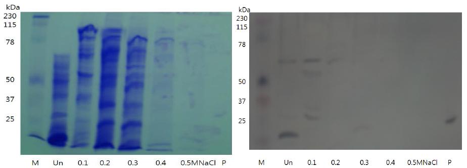 Q-sepharose chromatography를 통한 PAT 및 PAC 분리 A: SDS-PAGE B: Immunoblot with PAT Ab