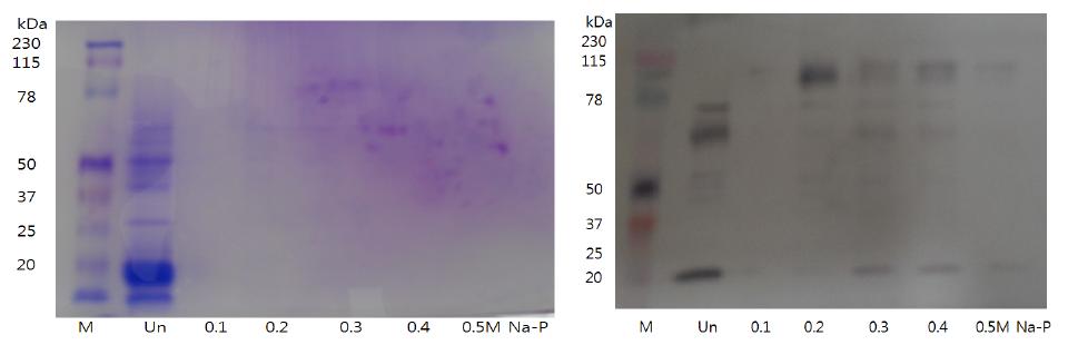 Hydroxyapatite chromatography를 통한 PAT 및 PAC 분리 A: SDS-PAGE B: Immunoblot with PAT and Psy Ab