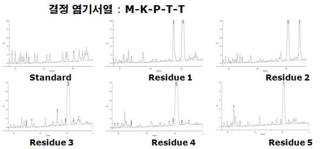 CRT1 단백질의 N-말단 아미노산 서열 검정