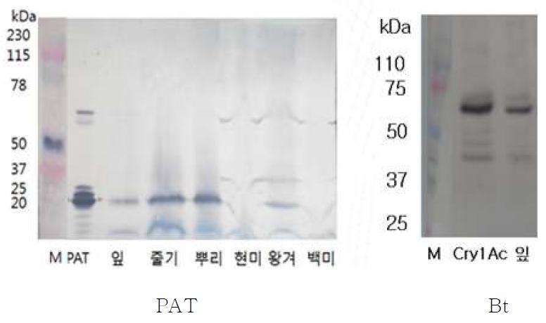 대장균 발현 및 해충저항성 Bt 벼 Agb0101 발현 단백질의 western blot
