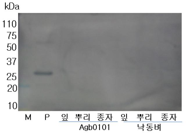 해충저항성 Bt 벼 Agb0101의 조직부위별 bla gene 발현 양상 M: molecular weight marker P : Positive Control