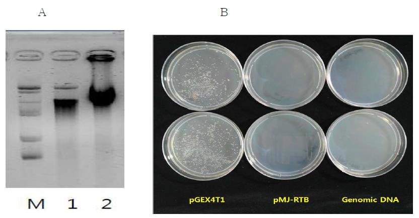 Genomic DNA 및 pMJ-RTB vector의 대장균 전이 가능성