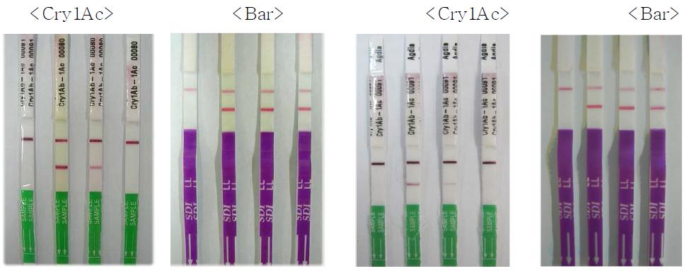해충저항성 Bt 벼(식물체)와 종자의 Cry1Ac와 bar 유전자 확인