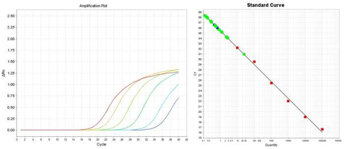 A. carbonarius의 real time PCR amplification plot