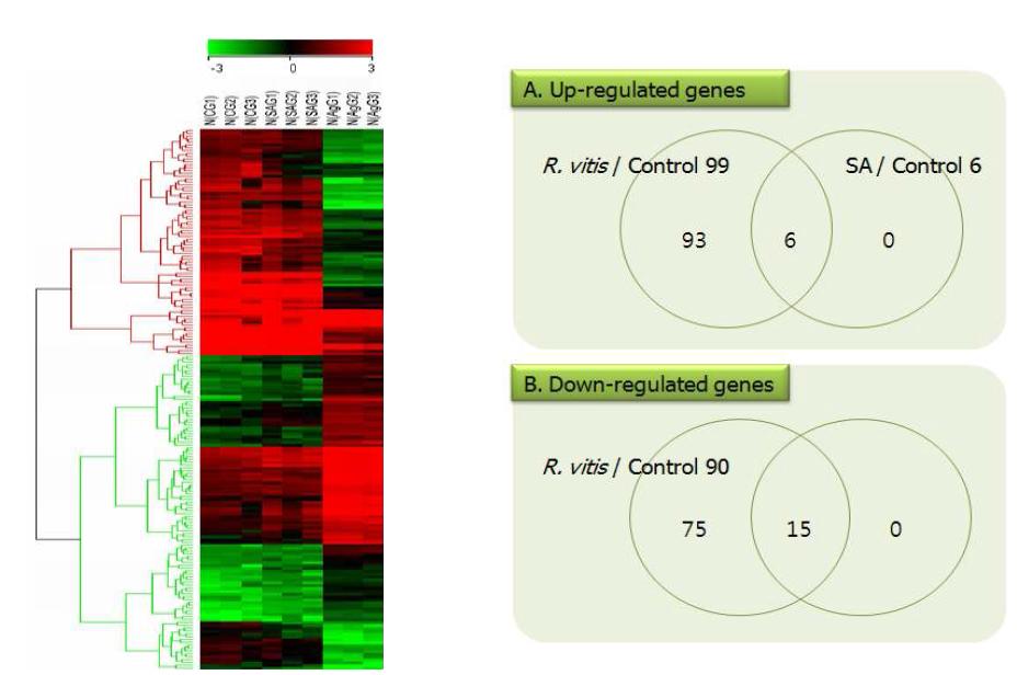 발현이 증가 감소되는 유전자의 Slot blot hybridization 분석