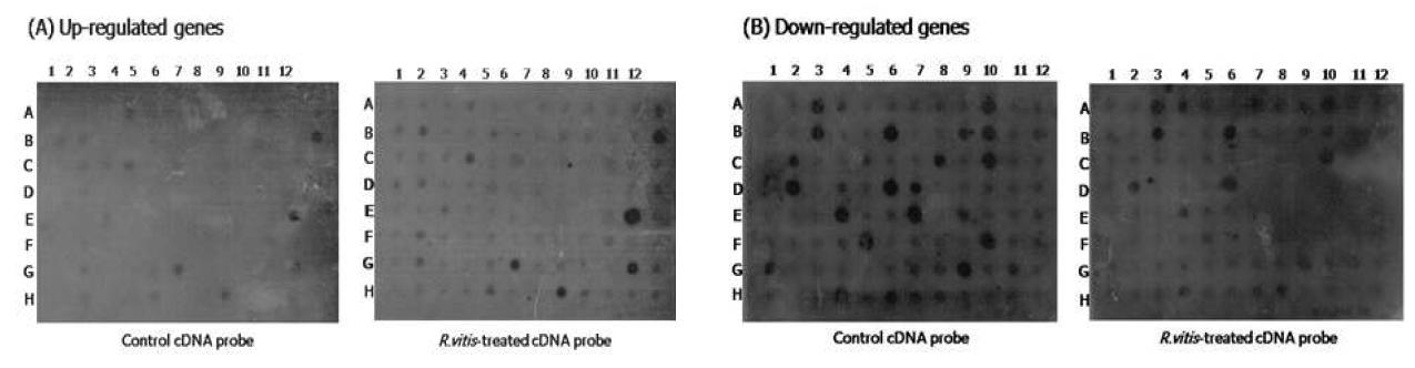 발현이 증가 감소되는 유전자의 Slot blot hybridization 분석