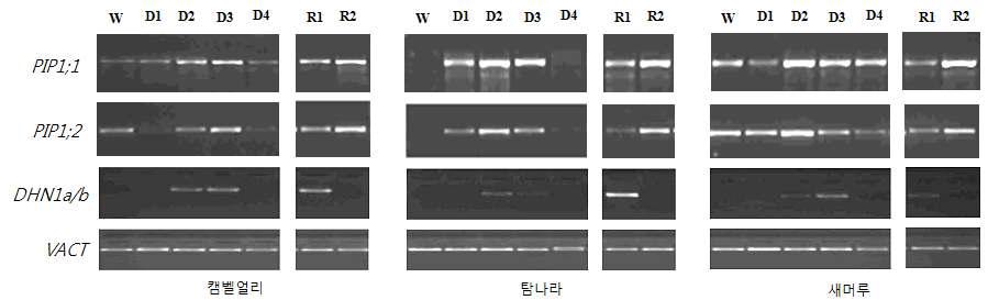 건조스트레스 관련 유전자의 발현분석