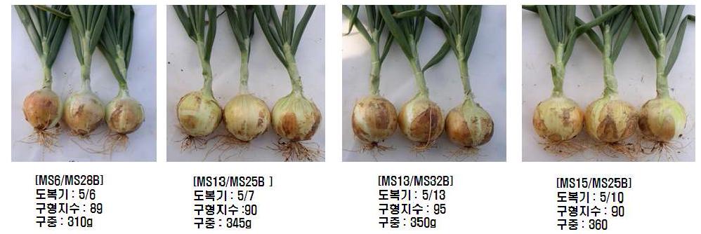 조합능력검정 선발계통의 구 모양