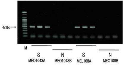 웅성불임과 판별 DNA profile(orf501)