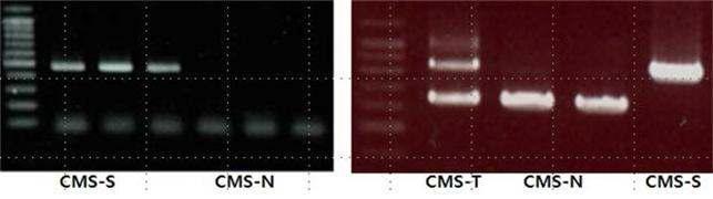 분자 marker orf501과 orf725 DNA profile