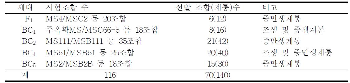 웅성불임계 및 유지계 모구 선발 내역