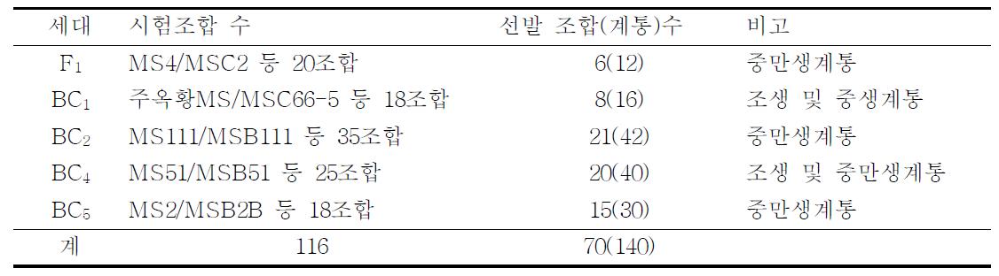 웅성불임계 및 유지계 모구 선발 내역