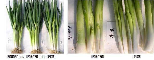 만추대 웅성불임계통 F08069와 유지계통 F08070