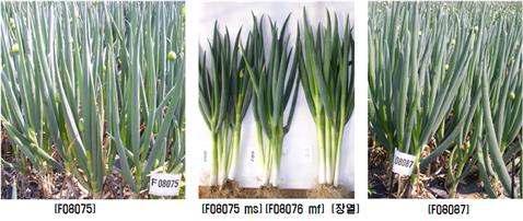 엽색이 진한 웅성불임계통 F08075와 유지계통 F08076