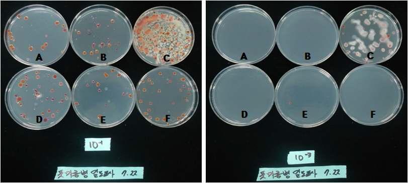 토양에서 풋마름병 병원균 검출을 위한 선택배지 배양모습 A : 호밀+헤어리베치(2:1), B : 호밀+헤어리베치(1:2), C : 관행구, D : 헤어리베치, E : 호밀, F : 호밀+헤어리베치 (1:1)