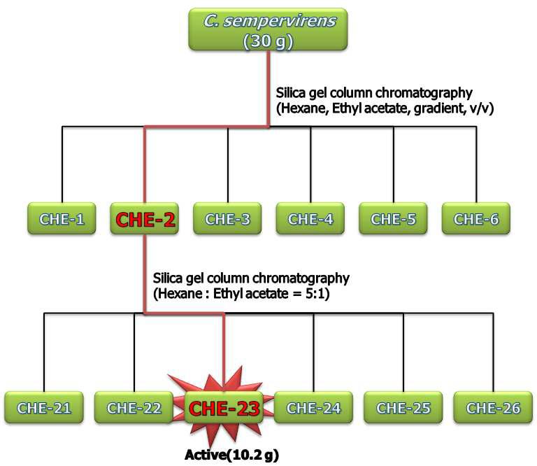 C. sempervirens ethyl acetate 분획층의 살비·살충 활성 물질 분리정제과정