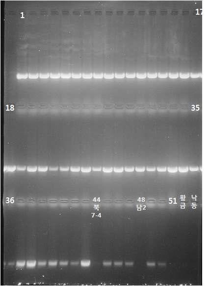 식물게놈 유래 primer (OsGolden-for)와 T-DNA vector 유래 primer (Mar)를 이용한 PCR산물의 전기영동 결과