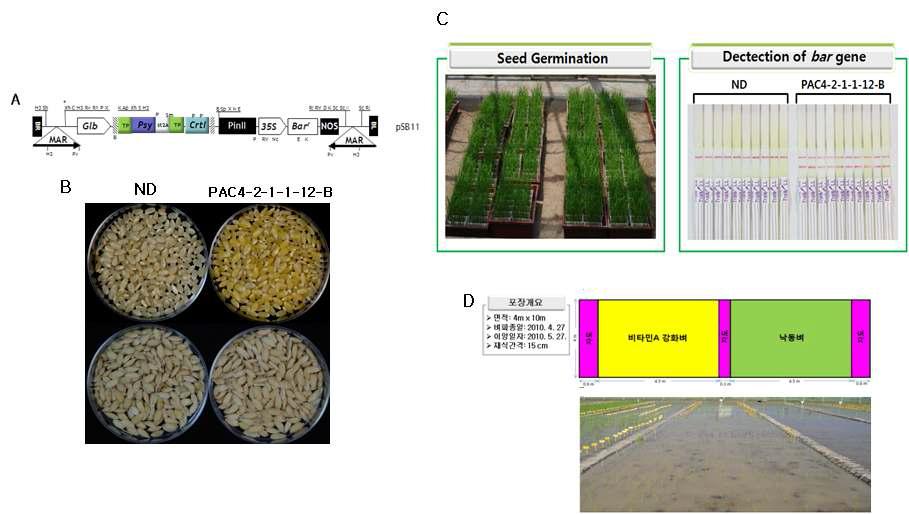 2010 GM 논포장 조성. A, 식물 형질전환 운반체; B, 낙동벼 및 비타민A 강화벼 종자;C, 발아 및 strip 검정; D, 벼 포장 조성