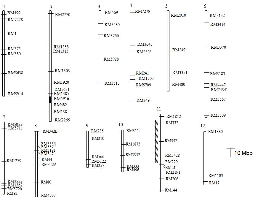 The genetic map based on the SSR markers.