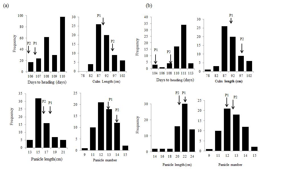 (a) Frequency distribution of four agronomic traits in the 240 BC3F3 plants. (b) Frequency distribution of four agronomic traits in the 63 BC3F4 lines.