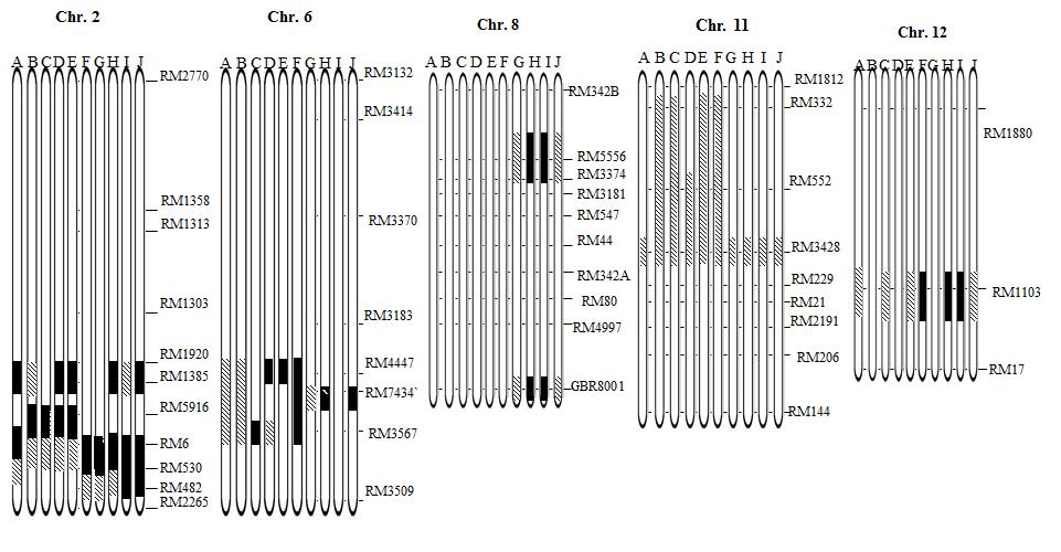 Graphical genotypes of 10 BC3F5 lines. No PAC4-2 introgression was detected on chromosomes 1, 3, 4, 5, 7, 9, and 10.