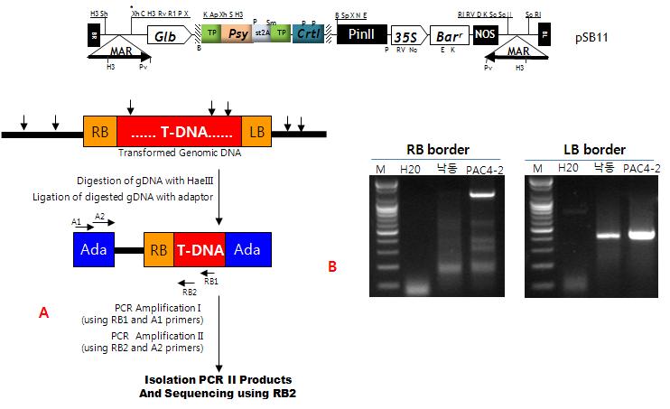삽입유전자 인접서열분석. A, T-DNA 삽입 인접서열 분석 과정; B, RB &LB 인접서열 PCR