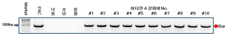 GMO 포장용 비타민A 강화벼와 대조구에 대한 Bar PCR