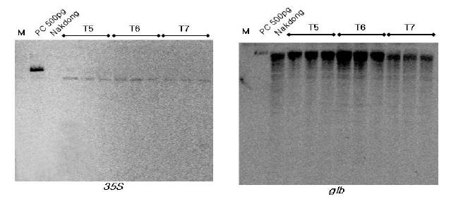 비타민 A 강화벼 계통별 35S 및 glb 유전자의 Southern 분석 결과