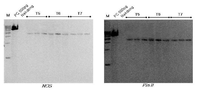 비타민 A 강화벼 계통별 NOS 및 Pin II 유전자의 Southern 분석 결과