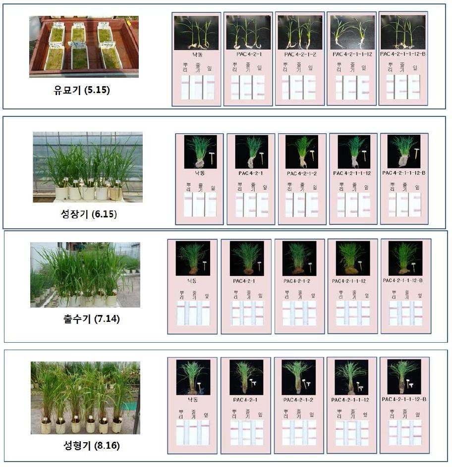 비타민A 강화벼 세대별(유묘기, 성장기, 출수기, 성형기) 조직별 단백질 발현