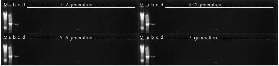 Detection of band expressed from generations in plant hopper.