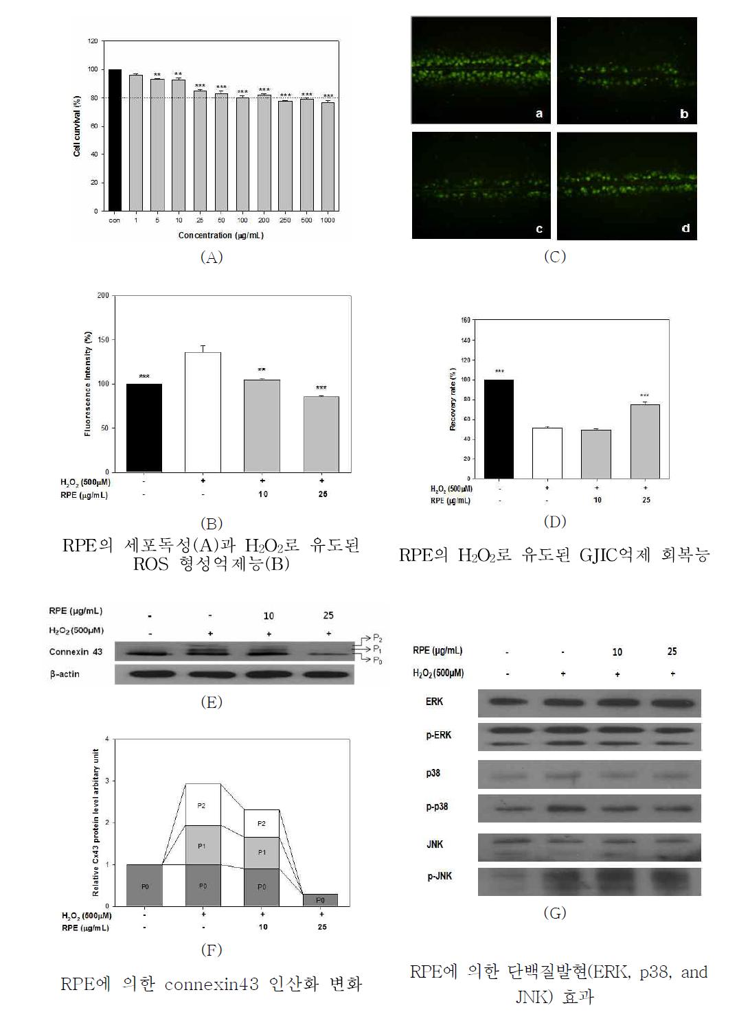 적색파프리카 색소추출물의 세포독성(A) 및 ROS 형성 억제능(B), H2O2로 유도된 GJIC억제 회복능(C, D), western blotting에 의한 connexin43, ERK, P38, JNK의 인산화 변화