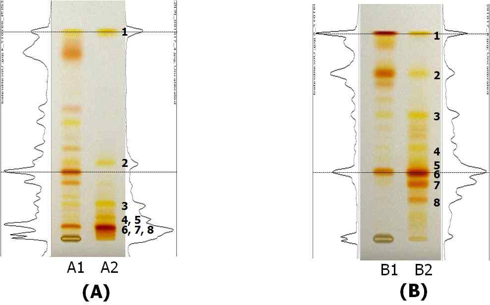 파프리카 과실 카로테노이드의 추출 방법에 따른 HPTLC 크로마토그램 비교
