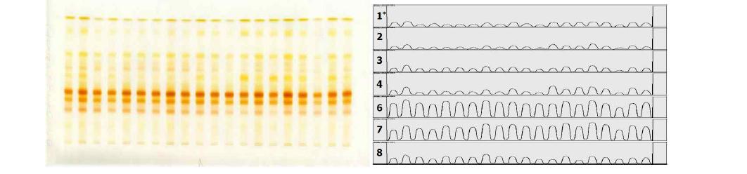 HPTLC를 이용한 색소분리와 이미지 분석과정
