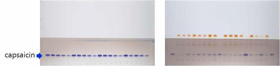 표준물질(좌) 및 고추시료(우)의 캡사이신 유도체화 HPTLC 크로마토그램 비교