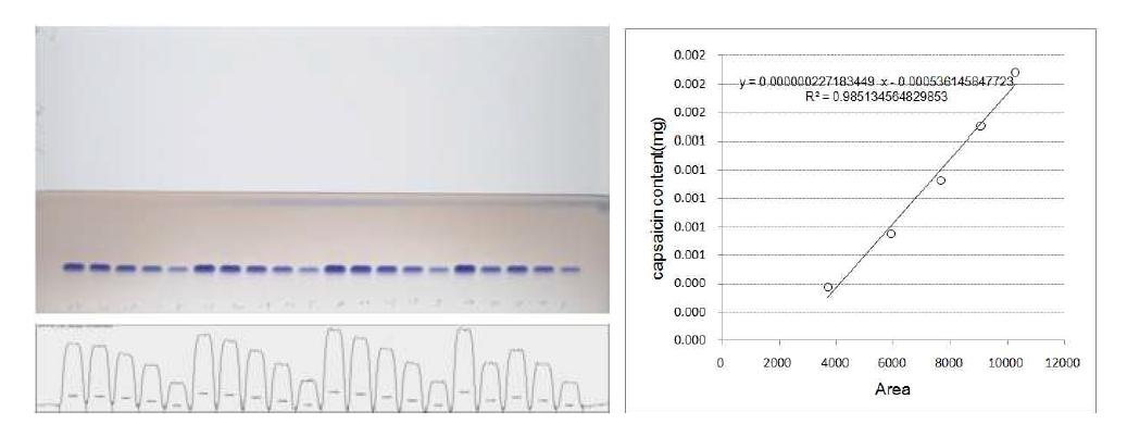 캡사이신 함량 정량을 위한 이미지 분석(좌) 및 검량선 작성(우) 과정